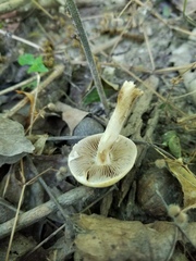 Agrocybe acericola
