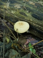 Agrocybe acericola