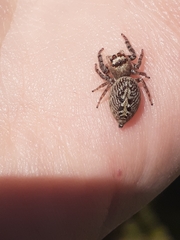 Opisthoncus nigrofemoratus