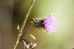 Cirsium nipponicum incomptum