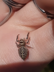 Opisthoncus nigrofemoratus