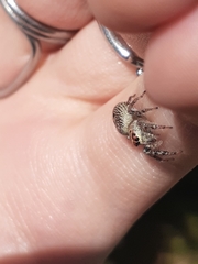 Opisthoncus nigrofemoratus