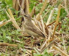 Anthus campestris