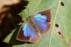 Arhopala japonica