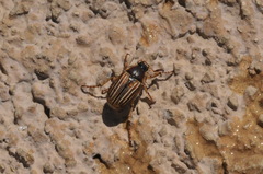 Amphimallon pygiale