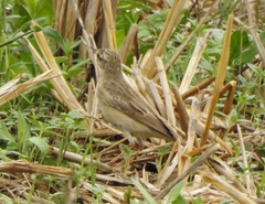 Anthus campestris