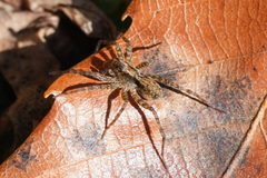 Pardosa laura