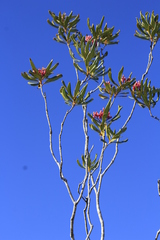 Pittosporum croceum