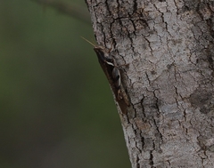 Stenocatantops angustifrons