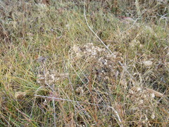 Patrinia rupestris