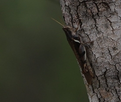 Stenocatantops angustifrons