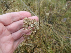 Patrinia rupestris