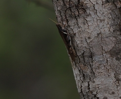 Stenocatantops angustifrons