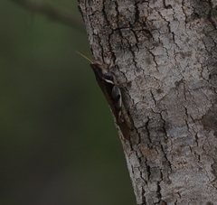 Stenocatantops angustifrons