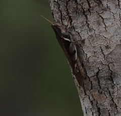 Stenocatantops angustifrons