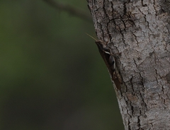 Stenocatantops angustifrons