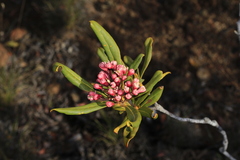 Pittosporum croceum