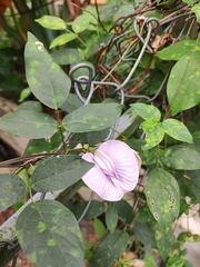 Centrosema pubescens