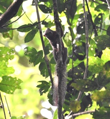 Callosciurus notatus