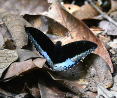 Lexias