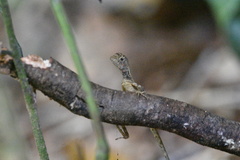 Draconinae