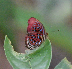 Paralaxita