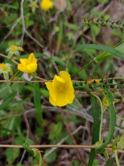 Hibbertia cunninghamii