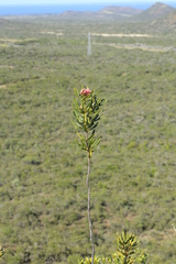 Pittosporum croceum
