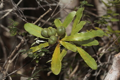 Pittosporum croceum