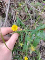 Hibbertia cunninghamii