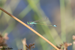 Ischnura evansi