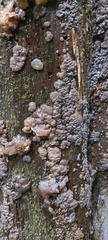 Exidia novozealandica