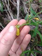 Hibbertia cunninghamii