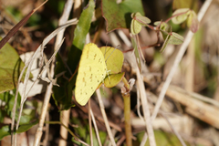 Eurema mandarina
