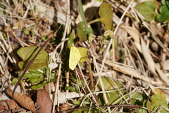 Eurema mandarina
