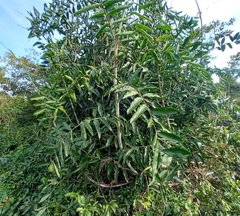 Desmoncus orthacanthos