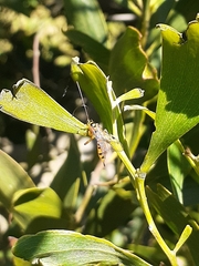 Xanthopimpla rhopaloceros