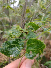 Acacia urophylla