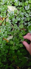 Hydrocotyle elongata