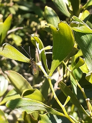 Xanthopimpla rhopaloceros