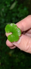Hydrocotyle elongata
