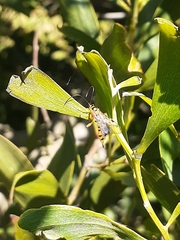 Xanthopimpla rhopaloceros