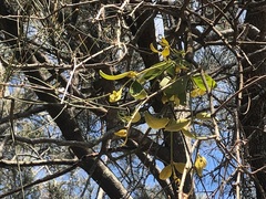 Notothixos subaureus