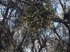 Notothixos subaureus