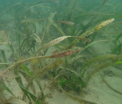Posidonia australis