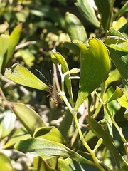 Xanthopimpla rhopaloceros