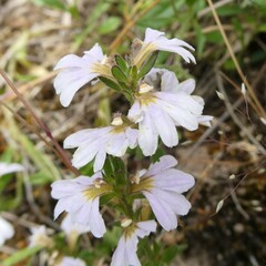 Scaevola albida