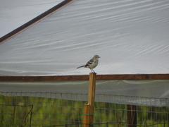 Mimus polyglottos image