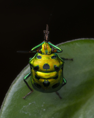 Calliphara excellens