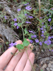 Dampiera hederacea
